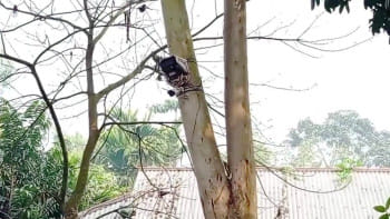 সীমান্তে সিসি ক্যামেরা