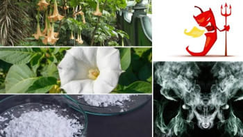 ডেভিলস ব্রেথ বা শয়তানের নিঃশ্বাস