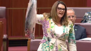 সিনেটে মরা, পচা মাছ উঁচিয়ে আইনপ্রণেতার প্রতিবাদ জানালেন গ্রিনস পার্টির সিনেটর সারাহ হ্যানসন-ইয়াং । ছবি: এএফপির ভিডিও থেকে স্ক্রিণশট 