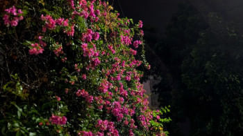 বাগানবিলাস