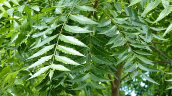 নিমপাতার উপকারিতা