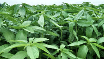 পাটশাকের উপকারিতা