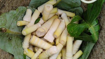 বাঁশ কোড়ল