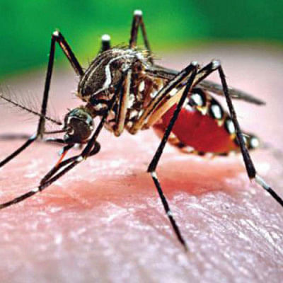dengue dengue