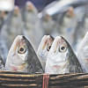 hilsa hilsa