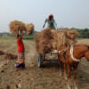 Pabna_Koladi_Aman_29Nov20.jpg Pabna_Koladi_Aman_29Nov20.jpg