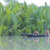 protecting sundarbans  protecting sundarbans