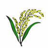 Sheaf of paddy Sheaf of paddy