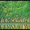 সুন্দরবন সুন্দরবন