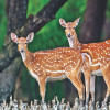 Sundarbans