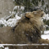 স্মিথসোনিয়ান চিড়িয়াখানার সিংহ লিউক। ছবি: মেগান মার্ফি, স্মিথসোনিয়ান জাতীয় চিড়িয়াখানার সৌজন্যে 