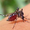 ডেঙ্গু ডেঙ্গু