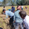 জেলে থাকা কর্মীর খেতের পাকা ধান কেটে দেন বিএনপি নেতা-কর্মীরা