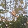 পটুয়াখালীতে লোকালয়ে দেখা মিললো বিরল প্রজাতির কালোমুখো হনুমান পটুয়াখালীতে লোকালয়ে দেখা মিললো বিরল প্রজাতির কালোমুখো হনুমান