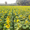 সূর্যমুখীর হাসি সূর্যমুখীর বাগান