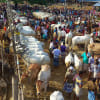 ঈদুল আজহা, কোরবানি, কোরবানির পশুর হাট, জাল নোট,