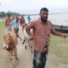 গরুর বাজার : ডুবে গেছে মাঠ, ঘাস না পাওয়ায় কম দামে গরু বিক্রি করছেন কৃষক গরুর বাজার