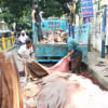 কোরবানি, গরু, ছাগল, কাঁচা চামড়া,