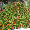 নাগা মরিচ, মৌলভীবাজার, নাগা মরিচ, মৌলভীবাজার,