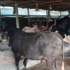 গরু গরু