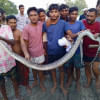 রাসেলস ভাইপার ভেবে অজগর পিটিয়ে মারলেন ইউপি সদস্য, আনন্দমিছিল জামালপুরের দেওয়ানগঞ্জে রাসেলস ভাইপার ভেবে একটি অজগর সাপ পিটিয়ে মেরেছেন ইউনিয়ন পরিষদের এক সদস্য। পরে মৃত ওই সাপটি নিয়ে এলাকায় আনন্দ মিছিলের ভিডিও ও ছবি ছড়িয়ে পড়েছে সামাজিক যোগাযোগমাধ্যমে।