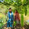 লাউ বাগানে মরজিনা বেগম ও তার স্বামী আখতারুজ্জামান। ছবি: স্টার