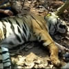 ঘুমপাড়ানি গুলি লাগার পর বাঘিনী জিনাতকে ধরা সম্ভব হয় বলে জানিয়েছে পশ্চিমবঙ্গের বনবিভাগ । ছবি: সুশান্ত মাল/ডয়চে ভেলে