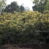 লিচু বাগান, দিনাজপুর, লিচু বাগান, দিনাজপুর,