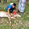 আহত নিলগাই উদ্ধার। ছবি: মো. কামরুল ইসলাম রুবাইয়াত/স্টার
