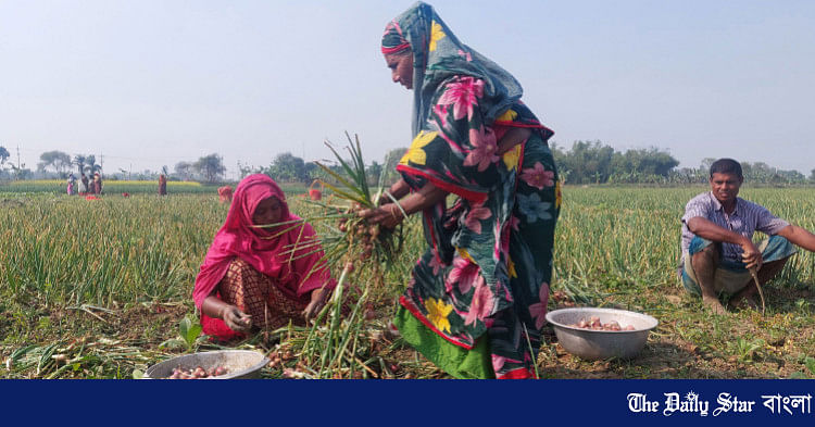 কুষ্টিয়ায় বিঘায় অর্ধলাখ টাকা লোকসানের মুখে পেঁয়াজ চাষিরা