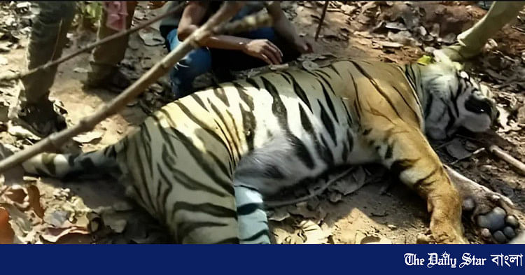 পশ্চিমবঙ্গে ১০ দিনের চেষ্টায় বন্দি হলো জিনাত