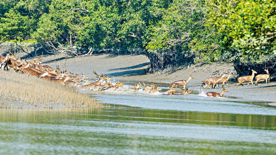 সুন্দরবন ভ্রমণের আগে যা জানা জরুরি | The Daily Star Bangla