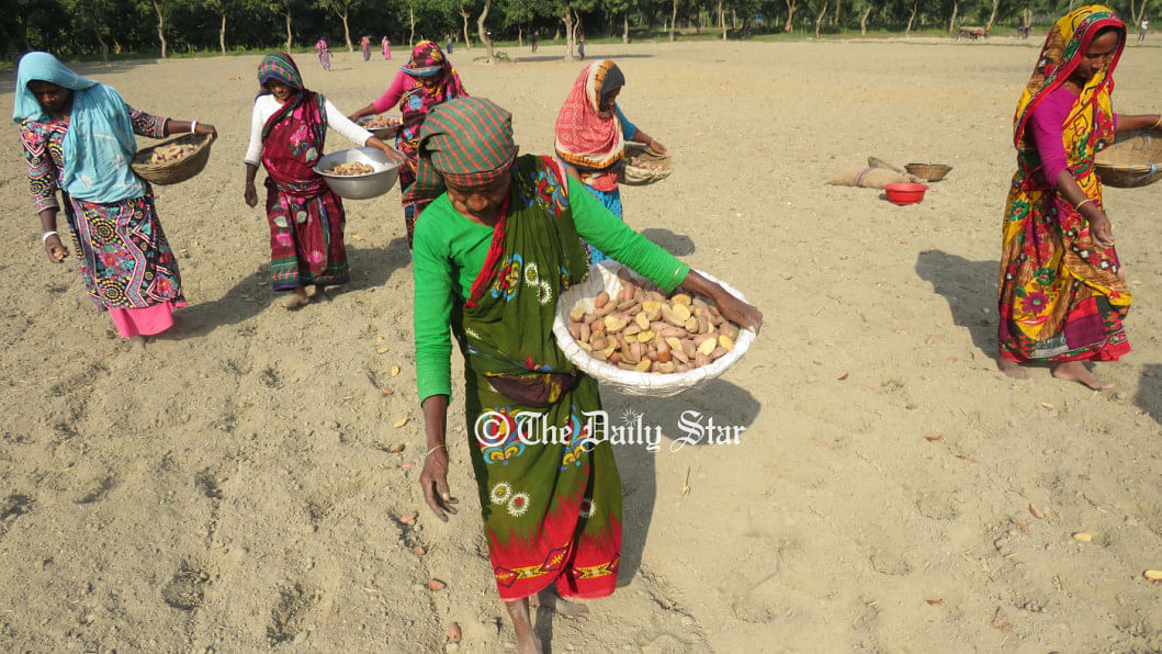 আলুর মৌসুমে প্রতারণার ফাঁদ আলু বীজ নিয়ে প্রতারণা : আলু চাষের মৌসুমে রংপুরে আলু বীজ নিয়ে প্রতারণার অপরাধে ২ প্রতিষ্ঠানকে জরিমানা করা হয়েছে।
