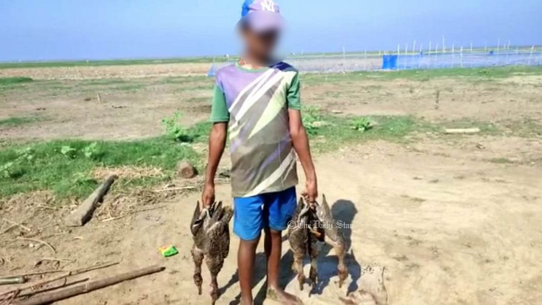 হাকালুকি হাওরে চলছে পরিযায়ী পাখি হত্যা, দেখার কেউ নেই পরিযায়ী পাখি হত্যা