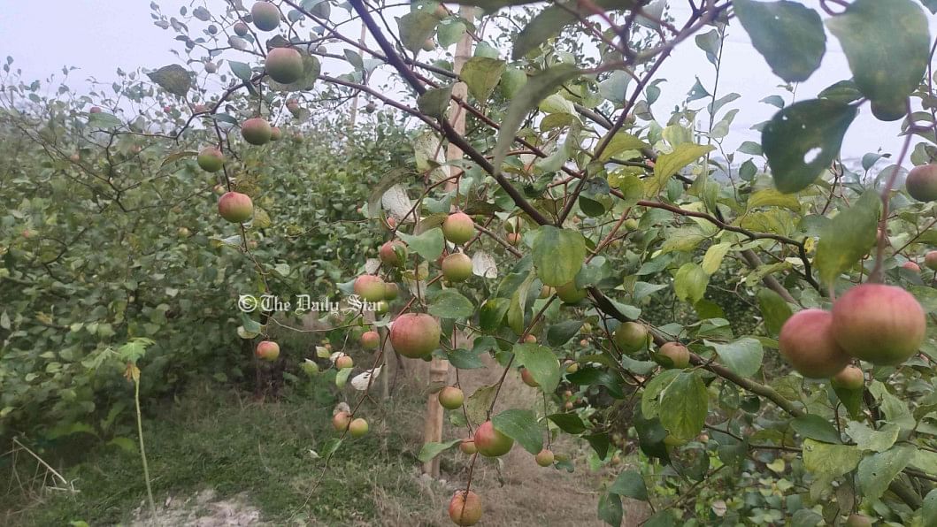 বেকারত্ব ঘোচালো কুল চাষ, বছরে আয় ১০ লাখ টাকা কুল চাষ