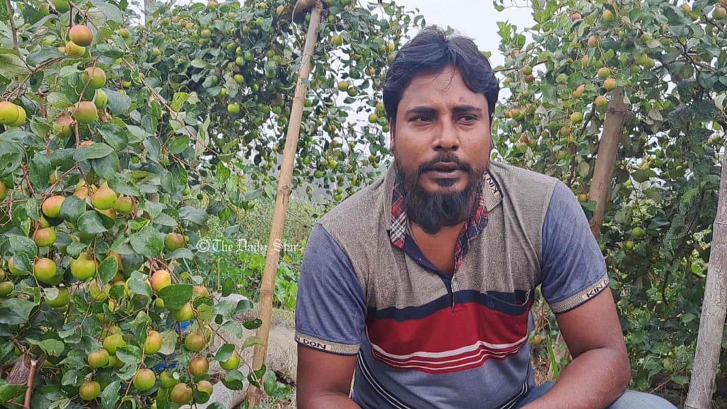 বেকারত্ব ঘোচালো কুল চাষ, বছরে আয় ১০ লাখ টাকা কুল চাষ