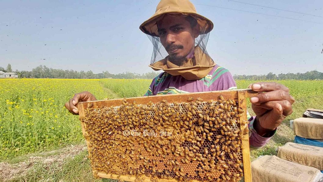উৎপাদন কম দামও কম, দুশ্চিন্তায় মৌ চাষিরা মধু চাষ