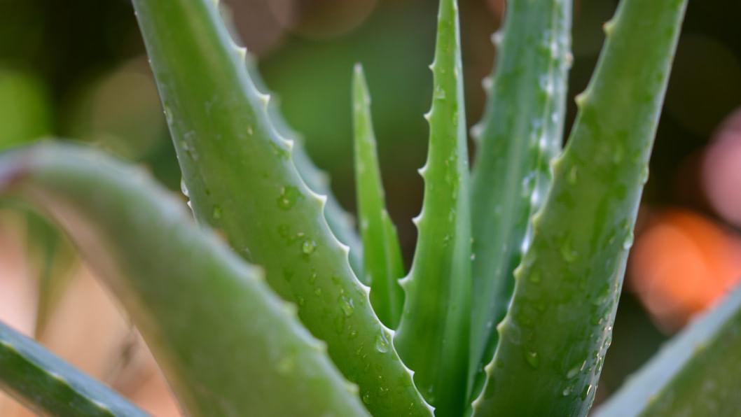 Ginekolog da yalangoch porno