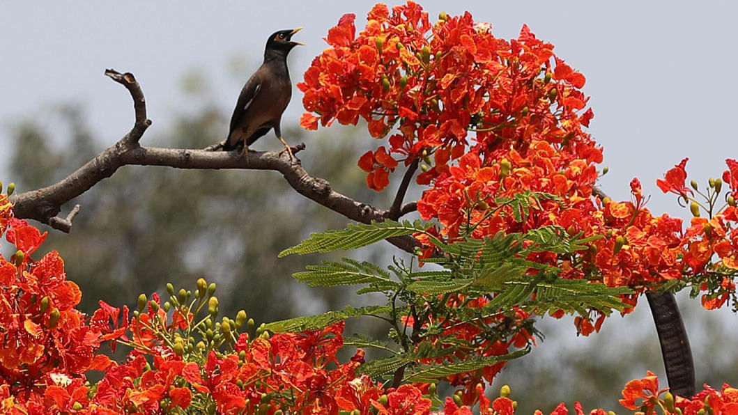 ‘পুষ্পপাগল’ কৃষ্ণচূড়ার আগুনঝরা দিন সেই এপ্রিলের শুরু থেকে দেশজুড়ে টানা তাপপ্রবাহের ভেতর দিনের বেলায় এমনিতেই আকাশ থেকে আগুনের গুঁড়ো ঝরে পড়ার বোধ হচ্ছে।