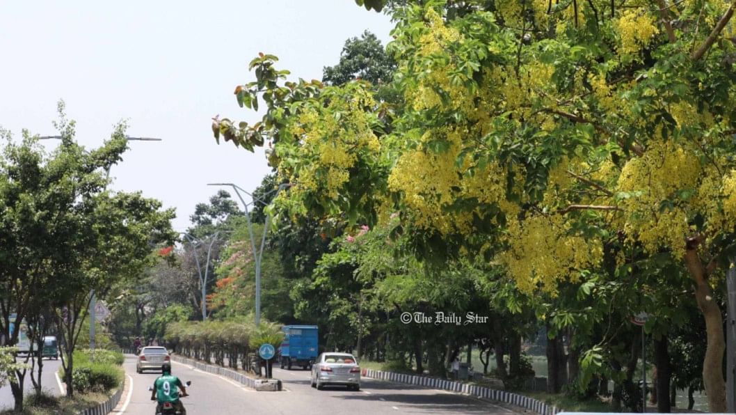 নিঠুর নগরে কোমল মনোহর। দ্য ডেইলি স্টার বাতাসে বিষ। প্রায় ৮২ শতাংশ এলাকা কংক্রিটের আচ্ছাদনে ঢেকে থাকা রাজধানী ঢাকার পুরোটাই যেন তাপীয় দ্বীপ। টানা কয়েক দশকের অপরিকল্পিত নগরায়ণে ধ্বংস হয়ে গেছে এ শহরের বৃক্ষরাজি।